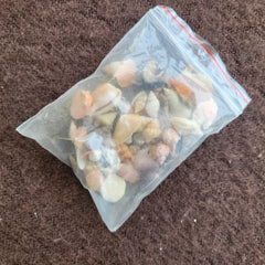 Sea Shells - Toy Chest Pakistan