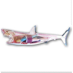 Shark Body parts - Toy Chest Pakistan
