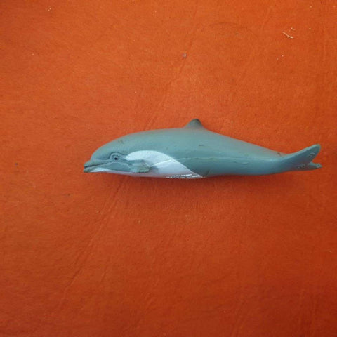 small dolphin