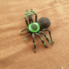 Spider - Toy Chest Pakistan